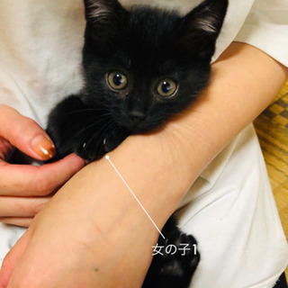 （トライアル中の為、一時募集を停止します）生後約3ヶ月の仔猫です - 出雲市