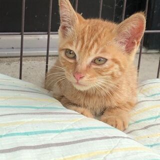 子猫　