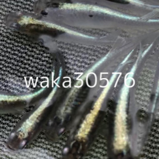 改良メダカ  黒カブキ　卵一粒50円の画像