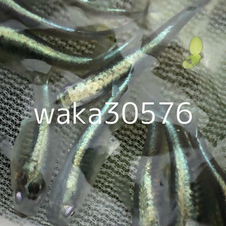 改良メダカ  黒カブキ　卵一粒50円の画像