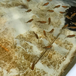 琉金の稚魚あげます。残り限定1組様10匹のみ。