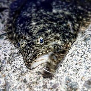 パワフルアングラー募集です − 神奈川県