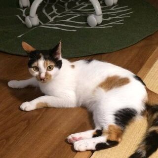 新しい飼い主になって下さる方