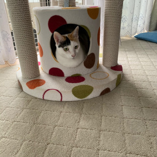綺麗な模様の三毛猫です。