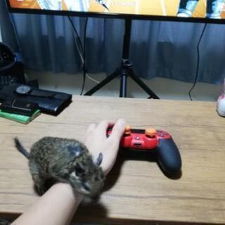 ゲーマーな友達募集です🥺🎮