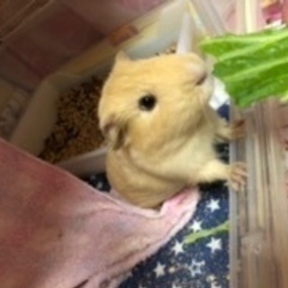 モルモットオス - 福生市