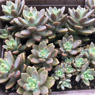 多肉植物