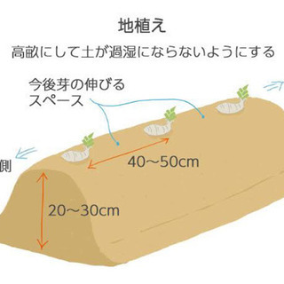 ジャーマンアイリス  小株　10株の画像