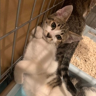 可愛がってくれる里親さん募集！メス子猫
