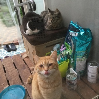 猫好きさんへ。初期費用なし。光熱費・無線LAN込でこの価格！ヴィラ　しまさき - 不動産