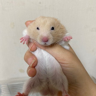 急募　ハムスター里親募集