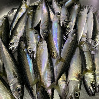 三崎港（三浦市・北条湾）のサビキ釣りの釣果情報