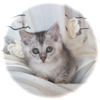 こねこ君　里親募集終了しました。