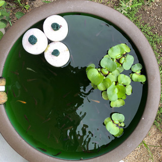 黒い雑メダカあげます