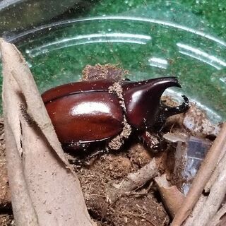 フローレンシス(ニセヒメカブト)　2ペア+おまけ