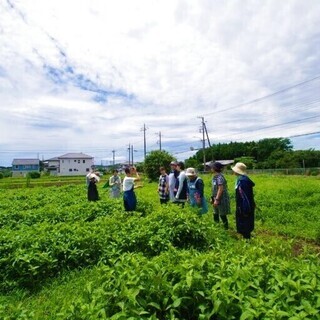 湘南生まれ、湘南育ちの藍の生葉で染める！【ランチ付きワークショップ】【7/5（日）に延期。現在4名、申し込み継続中】 - 藤沢市