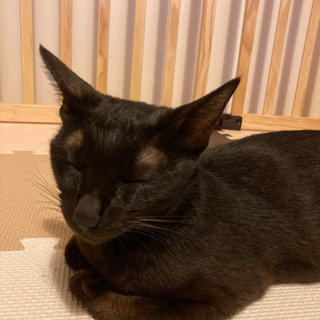 黒猫の里親を募集いたします。