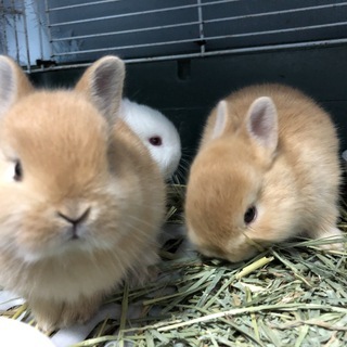 ★従業員募集★週１日4時間～（応相談）主婦の方活躍中！動物好きな方