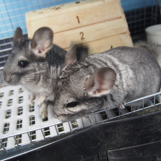★従業員募集★週１日4時間～（応相談）主婦の方活躍中！動物好きな方の画像
