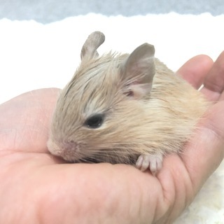 ★従業員募集★週１日4時間～（応相談）主婦の方活躍中！動物好きな方の画像