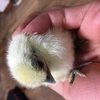 ★従業員募集★週１日4時間～（応相談）主婦の方活躍中！動物好きな方の画像