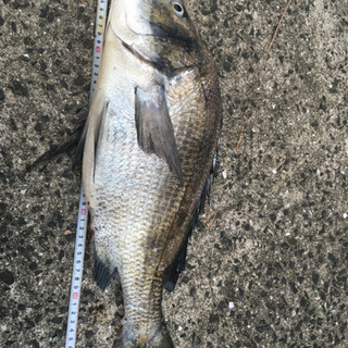 釣り友募集