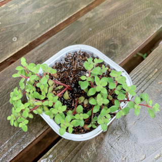 ★期間限定SALE★ 多肉植物 セダム 植物苗 グランドカバー