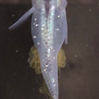 めだか　螺鈿光　(らでんこう) 稚魚　10匹の画像