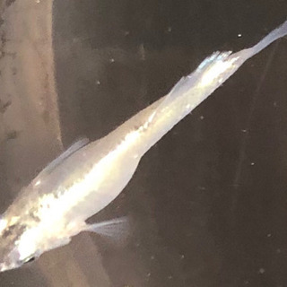 めだか　螺鈿光　(らでんこう) 稚魚　10匹の画像