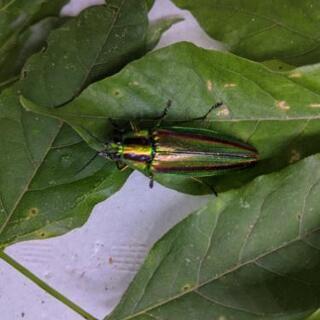 🐒7/1★天に還りました。【玉虫/タマムシ】単品(雌雄不明)