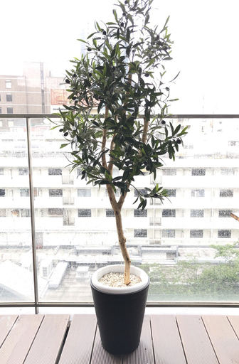 光触媒フェイクグリーン　オリーブ