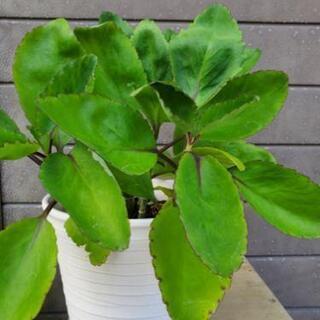 観葉植物‼️マザーリーフ‼️