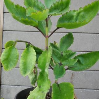 観葉植物‼️マザーリーフ‼️の画像
