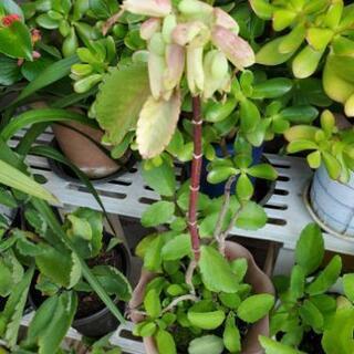 観葉植物‼️マザーリーフ‼️の画像