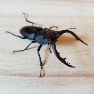 天然！　ノコギリクワガタ　セット　