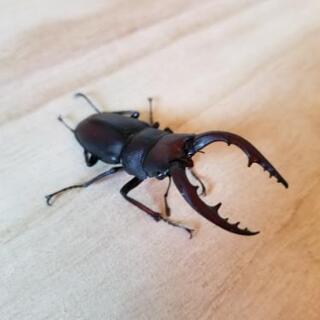 天然！　ノコギリクワガタセット　NO.2