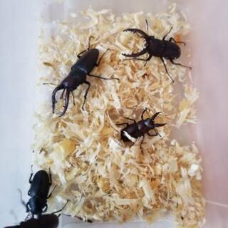 天然！　ノコギリクワガタセット　NO.2の画像