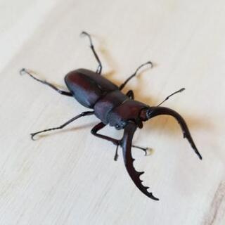 天然！　クワガタ　mixセット