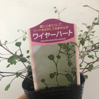 ワイヤーハート　　ハートの形のワイヤープランツ