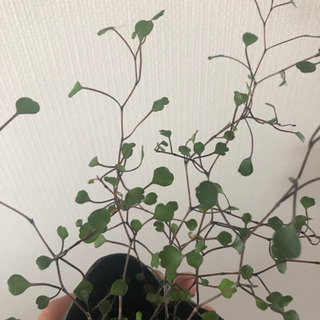 ワイヤーハート　　ハートの形のワイヤープランツの画像