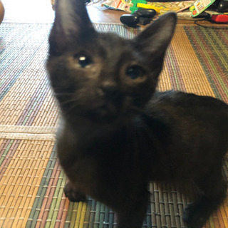 募集！！生後3ヶ月の子猫です！！