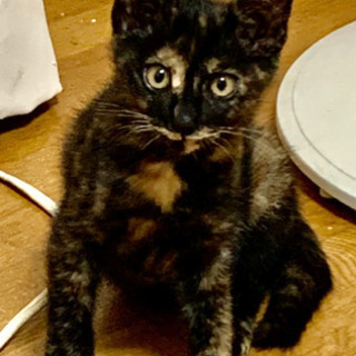 里親さん決まりました！３カ月くらいのサビ猫ちゃん