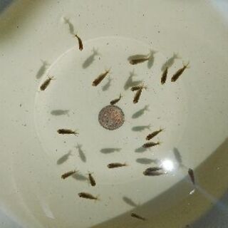らんちゅう稚魚　20匹　1000円！