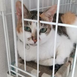 保護猫を迎えよう！4歳。No.38ちゃん！