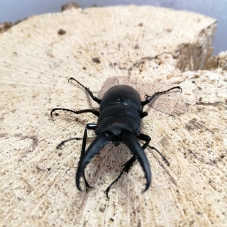 ノコギリクワガタ　小歯～中歯？　カブトムシなど　２００円～　（丸...