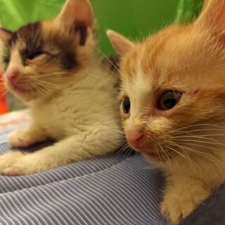 保護猫☆2匹一緒に引き取ってくれる方