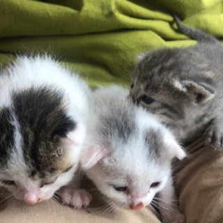 （募集停止中）仔猫3匹の里親募集