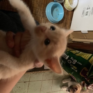 野良猫の仔猫→肌色 １ヶ月程度