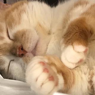 マンチカン　短足　成猫　里親譲渡　本文をよくご覧くださいませ。ア...