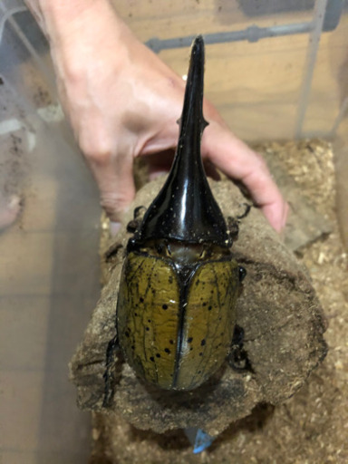 ヘラクレスオオカブトムシ　ペア　美形、完品、未使用